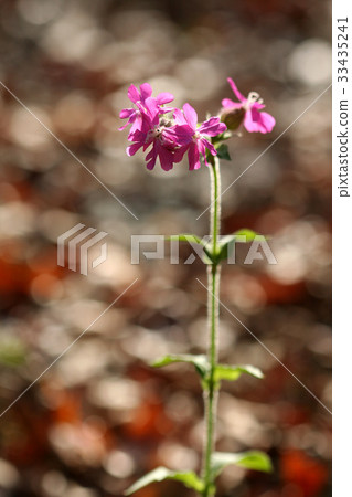 Primrose, wildflower Primrose, wildflower 33435241