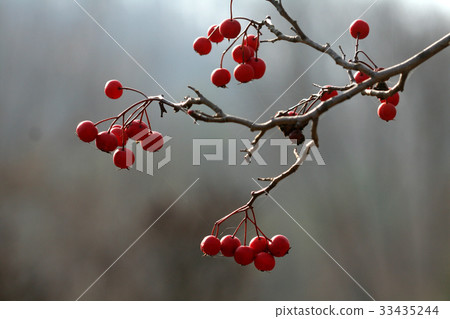 Fruit, hawthorn tree 33435244