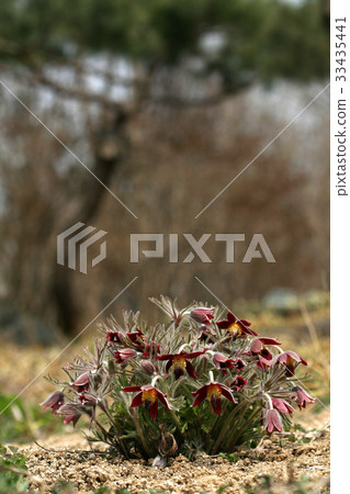 pasqueflower 33435441