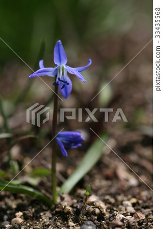 凡西伯利亞 33435568