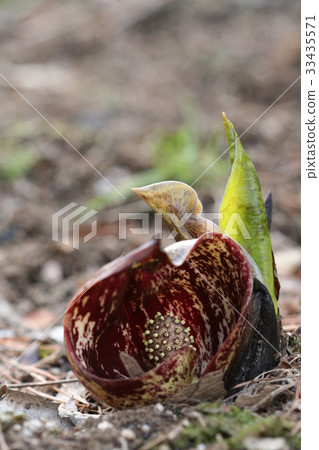 A sitting debt 33435571