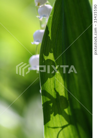 lily of the valley 33435590