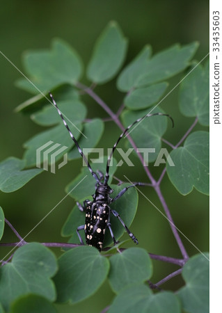 Long life span Long life span 33435603