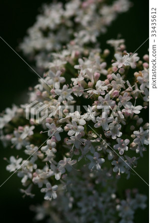 Spiny grass 33435612
