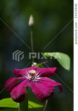 Clematis Clematis 33435646