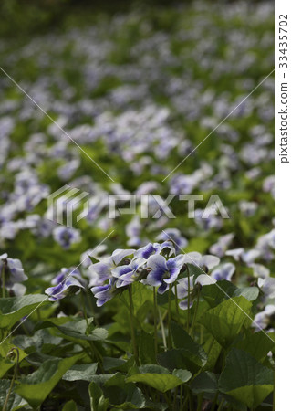 Cadmium herb Cadmium herb 33435702