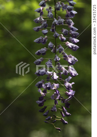 藤 33435725