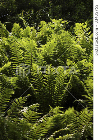 蕨類植物 33435755
