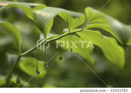 玉竹 玉竹 33435765