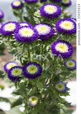 Ogiku Aster 33435814