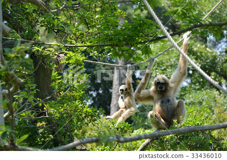  White-handed gibbon 33436010