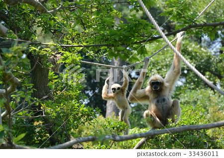 White-handed gibbon White-handed gibbon 33436011