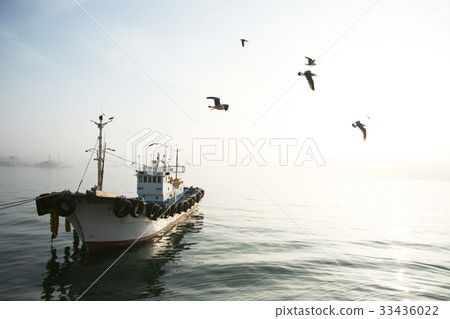 Fishing boats, seagulls 33436022