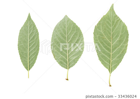 back side of three green leaves from fruit trees 33436024