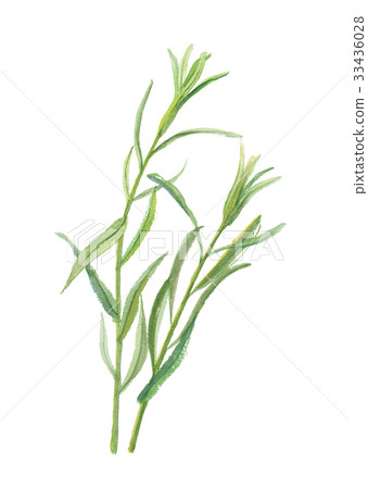 Tarragon 33436028