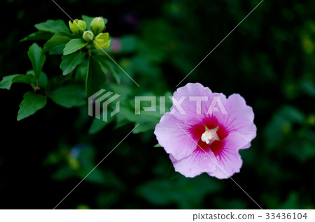 Rose of sharon, summer flower, autumn flower 33436104