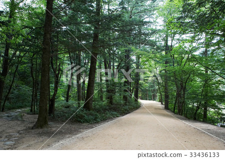 冷杉，韓國 33436133