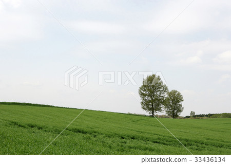 京畿道安城市安城牧場 京畿道安城市安城牧場 33436134