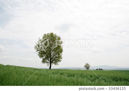 京畿道安城市安城牧場 京畿道安城市安城牧場 33436135