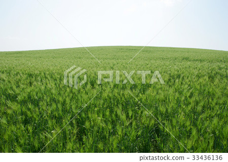 大麥田，韓國 33436136