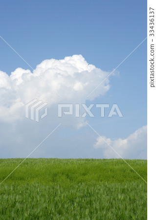 大麥田，韓國 33436137