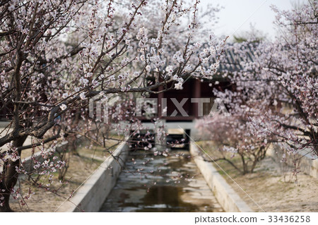 首爾鐘路區昌慶宮 33436258