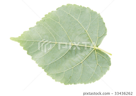 back side of linden green leaf isolated on white 33436262