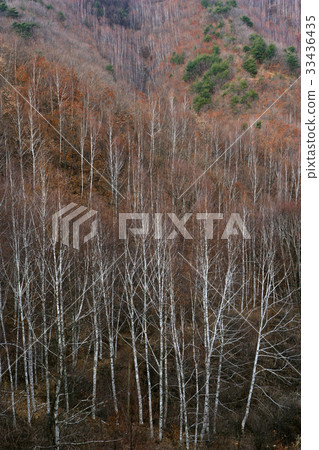 Birch, Ebongsan, Inje, Gangwon-do 33436435