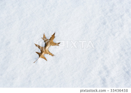 Snow, leaves 33436438