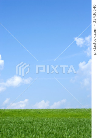 Barley field, academy farm, Gochang-gun, Jeonbuk Barley field, academy farm, Gochang-gun, Jeonbuk 33436540
