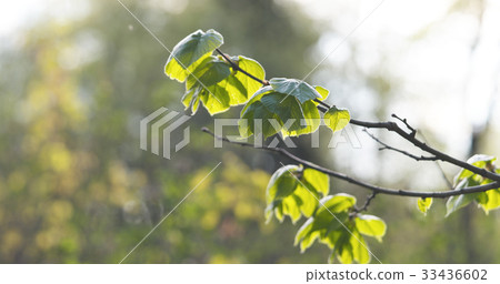 small linden branch with fresh leaves small linden branch with fresh leaves 33436602