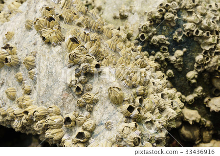 Barnacle, Anmyeondo, Taean-gun, Chungnam Barnacle, Anmyeondo, Taean-gun, Chungnam 33436916