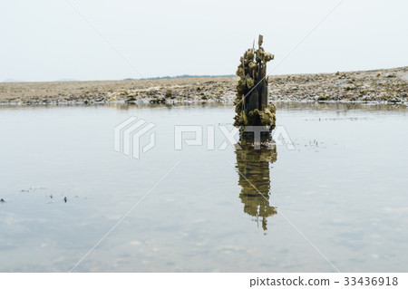 Barnacle,Anmyeondo,Taean-gun,Chungnam Barnacle,Anmyeondo,Taean-gun,Chungnam 33436918