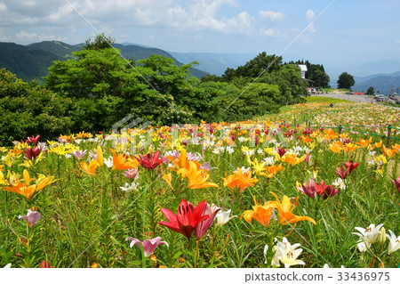 Lily of the village of Alp 33436975