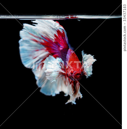 siamese fighting fish on black background 33437183