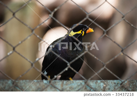 Common Hill Myna bird in cage Common Hill Myna bird in cage 33437218