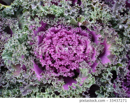 花白菜 33437271