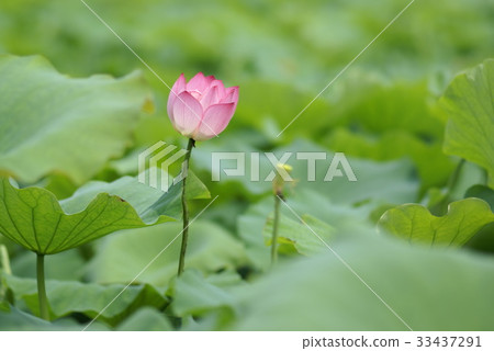 蓮花 蓮花 33437291