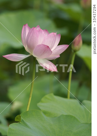 Lotus Lotus 33437294