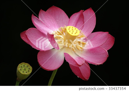 蓮花 蓮花 33437354