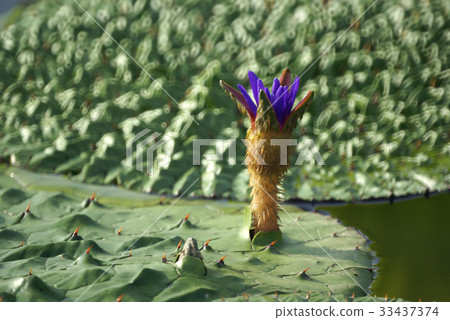 Thorn Lotus Thorn Lotus 33437374