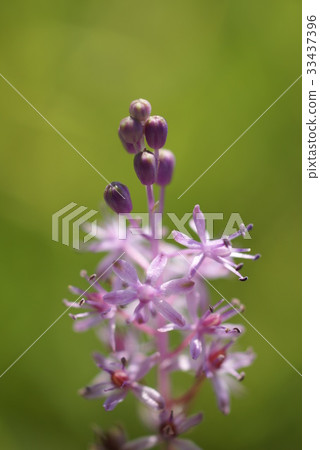 Wildflower Wildflower 33437396