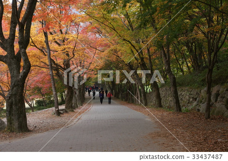 釜山，Jeongeup，全北 33437487