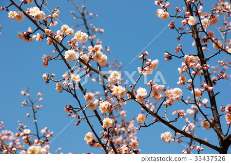 Double cherry tree Double cherry tree 33437526