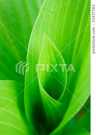 葉 葉 33437563