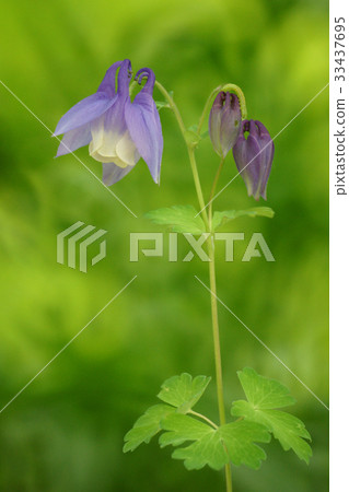 桃花 33437695