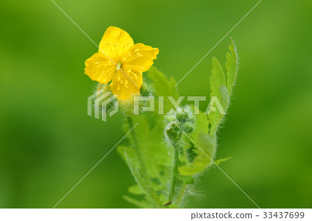 celandine celandine 33437699