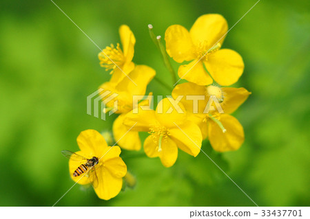 celandine 33437701