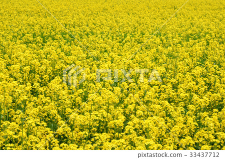 Rapeseed Rapeseed 33437712