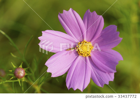 Cosmos, flower light 33437772